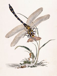 Boltons Libelle von Edward Donovan