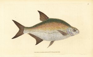 Brachse, Abramis brama (Cyprinus brama) von Edward Donovan