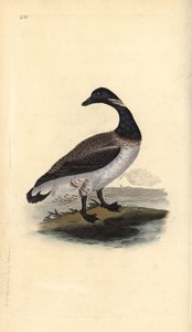 Ringelgans, Branta bernicla. Handkolorierte Kupferstichzeichnung und -gravur von Edward Donovan aus seiner Natural History of British Birds, London von Edward Donovan