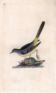Gebirgsstelze. Motacilla cinerea. Kupferstich von Edward Donovan (1768-1837), veröffentlicht in „Histoire naturelle des oiseaux britanniques“, London von Edward Donovan