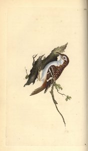 Gartenbaumläufer, Certhia familiaris. Handkolorierte Kupferstichzeichnung und -gravur von Edward Donovan aus seinem eigenen „Natural History of British Birds“, London von Edward Donovan