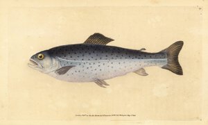 Bachforelle, Salmo trutta (Sewen, Salmo cambricus). Handkolorierte Kupferplatte gezeichnet und graviert von Edward Donovan aus seiner Natural History of British Fishes, Donovan und F.C. und J. Rivington, London von Edward Donovan