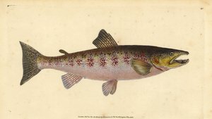 Bachforelle, Salmo trutta fario (Forelle, Salmo fario). Handkolorierter Kupferstich von Edward Donovan aus seiner „Natural History of British Fishes“, Donovan und F.C. und J. Rivington, London von Edward Donovan