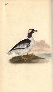 Bucephala albeola. Handkolorierte Kupferplatte von Edward Donovan aus seinem eigenen „Natural History of British Birds“