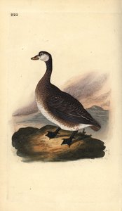 Kanadagans, Branta canadensis. Handkolorierte Kupferstichzeichnung und -gravur von Edward Donovan aus seinem eigenen „Natural History of British Birds“, London von Edward Donovan