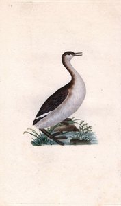 Zwergtaucher. Tachybaptus ruficollis. Kupferstich von Edward Donovan (1768-1837), veröffentlicht in „Histoire naturelle des oiseaux britanniques“, London