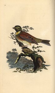 Zaunammer, Emberiza cirlus. Handkolorierte Kupferplatte gezeichnet und graviert von Edward Donovan aus seiner eigenen „Natural History of British Birds,“ London von Edward Donovan