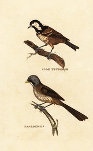 Tannenmeise, Parus ater, und Bartmeise, Panurus biarmicus