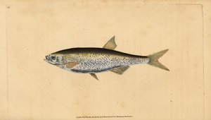 Ukelei, Alburnus alburnus (Cyprinus alburnus). Handkolorierte Kupferstichzeichnung und Gravur von Edward Donovan aus seiner Natural History of British Fishes, Donovan und F.C. und J. Rivington, London
