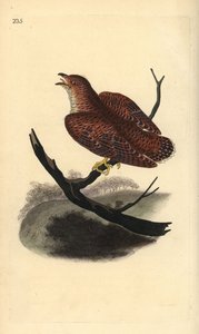Kuckuck (juvenil), Cuculus canorus. Handkolorierter Kupferstich von Edward Donovan aus seiner eigenen „Natural History of British Birds“, London