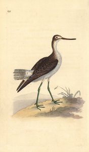 Grünschenkel, Tringa nebularia. Handkolorierte Kupferstich von Edward Donovan aus seiner Natural History of British Birds, London