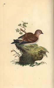 Gemeiner Bluthänfling, Carduelis cannabina. Handkolorierte Kupferstichzeichnung und -gravur von Edward Donovan aus seinem eigenen „Natural History of British Birds“, London von Edward Donovan