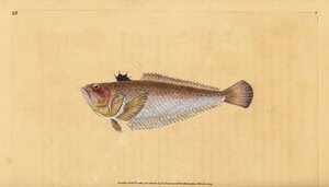 Großer Petermännchen, Trachinus draco. Handkolorierte Kupferstichzeichnung und -gravur von Edward Donovan aus seiner „Natural History of British Fishes“, Donovan und F.C. und J. Rivington, London von Edward Donovan
