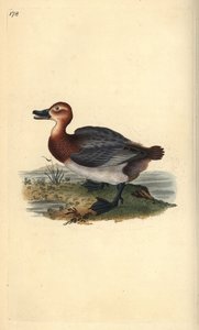 Tafelente, Aythya ferina (weiblich). Handkolorierte Kupferplatte von Edward Donovan aus seinem eigenen „Natural History of British Birds“