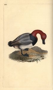 Tafelente, Aythra ferina (männlich). Handkolorierte Kupferstich von Edward Donovan aus seiner Natural History of British Birds, London von Edward Donovan