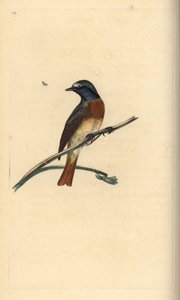 Gartenrotschwanz, Phoenicurus phoenicurus. Handkolorierte Kupferstichzeichnung und -gravur von Edward Donovan aus seiner Natural History of British Birds, London von Edward Donovan