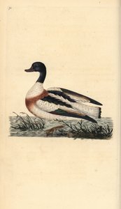 Brandgans, Tadorna tadorna. Handkolorierter Kupferstich gezeichnet und gestochen von Edward Donovan aus seinem eigenen „Natural History of British Birds“, London von Edward Donovan