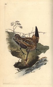 Bekassine, Gallinago gallinago, fängt einen Wurm. Handkolorierte Kupferplatte gezeichnet und graviert von Edward Donovan aus seiner Natural History of British Birds, London von Edward Donovan