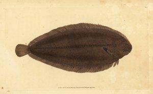 Gemeine Seezunge oder Dover-Seezunge, Solea solea (Pleuronectes solea) von Edward Donovan