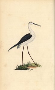 Stelzenläufer, Himantopus himantopus. Handkolorierte Kupferstichzeichnung und -gravur von Edward Donovan aus seiner „Natural History of British Birds“