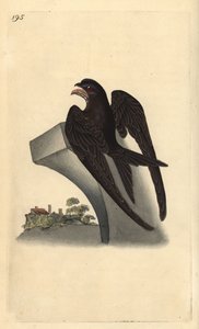 Mauersegler, Apus apus. Handkolorierte Kupferplatte von Edward Donovan aus seinem eigenen „Natural History of British Birds“