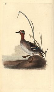 Krickente, Anas crecca, männlich. Handkolorierter Kupferstich gezeichnet und gestochen von Edward Donovan aus seinem eigenen „Natural History of British Birds“, London von Edward Donovan