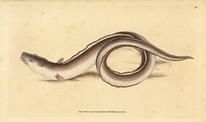 Meeraal, Muraena conger. Handkolorierte Kupferplatte gezeichnet und graviert von Edward Donovan aus seiner Naturgeschichte der britischen Fische, Donovan und F.C. und J. Rivington, London