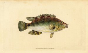 Korkflügel-Lippfisch, Symphodus melops (Goldfinne, Labrus cornubius). Handkolorierte Kupferstichzeichnung und -gravur von Edward Donovan aus seiner Natural History of British Fishes, Donovan und F.C. und J. Rivington, London von Edward Donovan