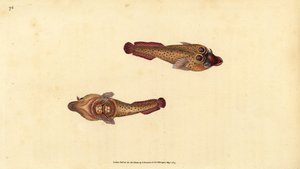 Purpursauger, Lepadogaster purpurea (Augenfleck-Sauger, Cyclopterus ocellatus). Handkolorierter Kupferstich von Edward Donovan aus seiner „Natural History of British Fishes“, Donovan und F.C. und J. Rivington, London