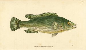 Lippfisch, Labrus mixtus (Gestreifter Lippfisch, Labrus lineatus). Handkolorierte Kupferstichzeichnung und -gravur von Edward Donovan aus seiner Natural History of British Fishes, Donovan und F.C. und J. Rivington, London
