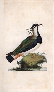 Kiebitz. Vanellus vanellus (Tringa vanellus). Kupferstich von Edward Donovan (1768-1837), veröffentlicht in Histoire naturelle des oiseaux britanniques, London von Edward Donovan