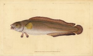 Lumb, Brosme brosme (Brosme oder Schottischer Torsk, Gadus brosme). Handkolorierter Kupferstich von Edward Donovan aus seiner „Natural History of British Fishes“, Donovan und F.C. und J. Rivington, London