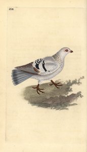 Haustaube, Columba livia domestica. Handkolorierte Kupferstichzeichnung und -gravur von Edward Donovan aus seiner Natural History of British Birds, London