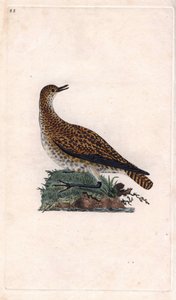 Goldregenpfeifer. Pluvialis apricaria. Kupferstich von Edward Donovan (1768-1837), veröffentlicht in „Histoire naturelle des oiseaux britanniques“, London von Edward Donovan