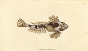 Leierfisch, Callionymus lyra (Schmutziger Leierfisch, Callionymus dracunculus). Handkolorierter Kupferstich von Edward Donovan aus seiner „Natural History of British Fishes“, Donovan und F.C. und J. Rivington, London