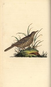 Dunkelleitlerche, Pinarocorys nigricans. Handkolorierte Kupferstichzeichnung und -gravur von Edward Donovan aus seiner „Natural History of British Birds“ von Edward Donovan