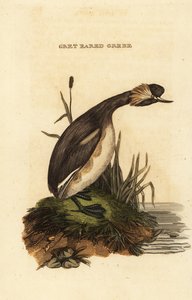 Ohrentaucher oder Horn-Taucher, erwachsen, Podiceps auritus
