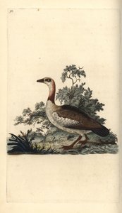 Nilgans, Alopochen aegyptiacus. Handkolorierter Kupferstich von Edward Donovan aus seiner eigenen „Natural History of British Birds“, London von Edward Donovan