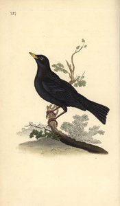 Amsel, Turdus merula. Handkolorierter Kupferstich von Edward Donovan aus seiner eigenen „Natural History of British Birds“, London von Edward Donovan