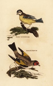 Blaumeise, Cyanistes caeruleus und Stieglitz, Carduelis carduelis