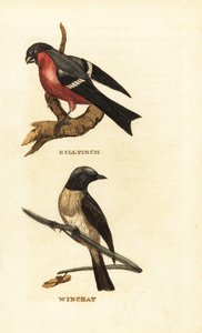 Gimpel, Pyrrhula pyrrhula, und Braunkehlchen, Saxicola rubetra