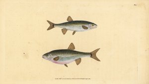 Elritze, Phoxinus phoxinus (Elritze, Cyprinus phoxinus). Handkolorierte Kupferstichzeichnung und -gravur von Edward Donovan aus seiner Natural History of British Fishes, Donovan und F.C. und J. Rivington, London von Edward Donovan