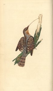 Wendehals, Jynx torquilla. Handkolorierte Kupferstichzeichnung und -gravur von Edward Donovan aus seiner Natural History of British Birds, London