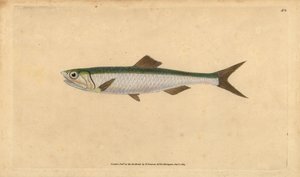 Europäische Sardelle, Engraulis encrasicolus (Sardelle, Clupea encrasicolus). Handkolorierte Kupferplatte gezeichnet und graviert von Edward Donovan aus seiner Natural History of British Fishes, Donovan und F.C. und J. Rivington, London