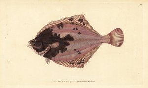 Europäische Flunder, Platichthys flesus (Flunder, Pleuronectes flesus). Handkolorierte Kupferplatte gezeichnet und graviert von Edward Donovan aus seiner Natural History of British Fishes, Donovan und F.C. und J. Rivington, London von Edward Donovan