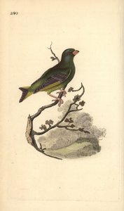 Grünfink (Carduelis chloris). Handkolorierter Kupferstich von Edward Donovan aus seinem Werk „Natural History of British Birds“, London von Edward Donovan
