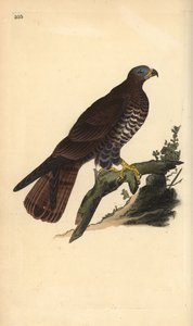 Wespenbussard, Pernis apivorus. Handkolorierte Kupferstich von Edward Donovan aus seiner Natural History of British Birds, London