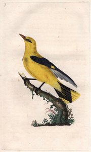 Europäischer Pirol. Oriolus oriolus. Kupferstich von Edward Donovan (1768-1837), veröffentlicht in „Histoire naturelle des oiseaux britanniques“, London