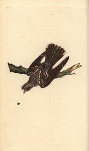 Ziegenmelker, Caprimulgus europaeus. Handkolorierte Kupferstich von Edward Donovan aus seiner Natural History of British Birds, London