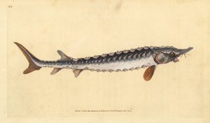 Europäischer oder Gemeiner Stör. Kritisch gefährdet. Handkolorierte Kupferplatte gezeichnet und graviert von Edward Donovan aus seiner Natural History of British Fishes, Donovan und F.C. und J. Rivington, London